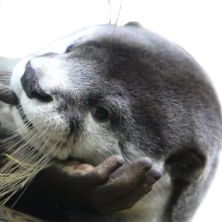 😫 выдра, животное, млекопитающее, дикая природа, милый, природа telegram sticker