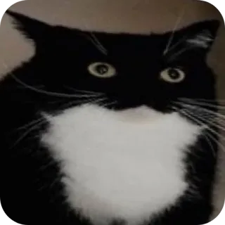 🐱 gatto, bianco e nero, animale, animale domestico, animale domestico, felino telegram sticker