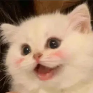 😍 kitten, cat, cute, animal, pet, white cat, fluffy telegram sticker