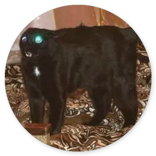 😂 black cat, cat, animal, pet, eyes whatsapp sticker
