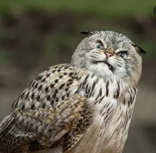 🤨 owl, cat, hybrid, animal, fantasy, creature telegram sticker