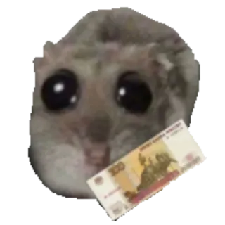 💵 햄스터, 돈, 루블, 귀여운, 동물, 밈 whatsapp sticker