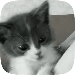😶 animale, gatto, gattino, animale domestico, carino, bianco e nero whatsapp sticker