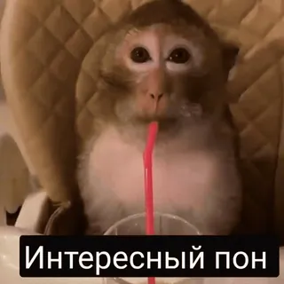 🥵 Интересный пон scimmia, animale, bevanda, russo, interessante, Pon telegram sticker