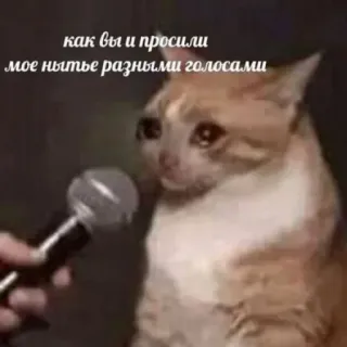 😢 как вы и просили мое нытье разными голосами Katze, Meme, Mikrofon, traurig, Interview, russisch telegram sticker