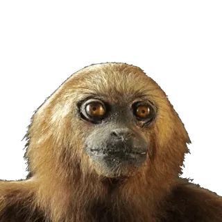 🐵 singe, animal, primate, mammifère, faune sauvage, autocollant whatsapp sticker