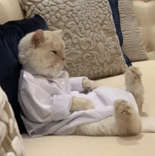 🕯 cat, animal, pet, clothing, funny, cute, meme whatsapp sticker