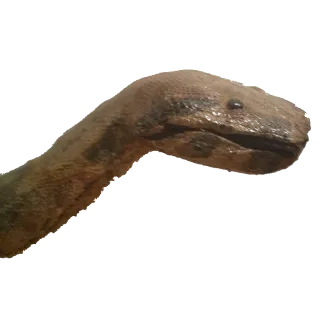 🐍 serpent, reptile, animal, boa, constricteur whatsapp sticker