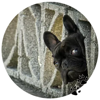 👀 Hund, Tier, Französische Bulldogge, Haustier, Schwarz whatsapp sticker