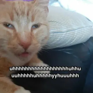 😵 uhhhhhhhhhhhhhhhhhhhhhhuhu uuhhhhhuhhhhhhyyuuuhhh cat, meme, funny, animal, pet, orange cat telegram sticker