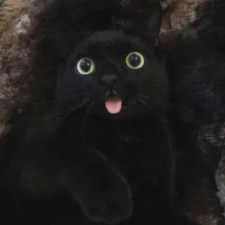 😛 chat noir, chat, animal de compagnie, animal, langue, drôle, mignon whatsapp sticker