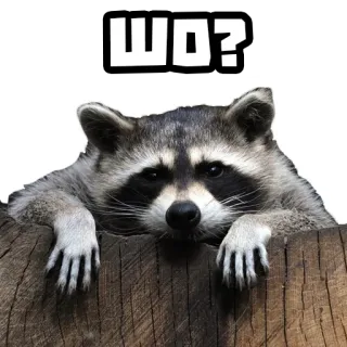 🤨 ШО? mapache, pregunta, animal, meme whatsapp sticker