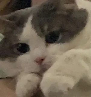 🙂 猫, ペット, 動物, 飼い猫, ネコ科 telegram sticker