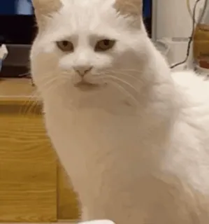 😼 gato, gato blanco, animal, meme, gracioso telegram sticker
