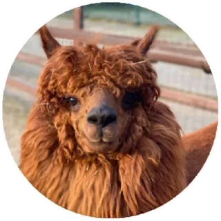 Funny Alpaca(@alp_stickers) telegram stickers