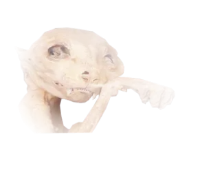 😱 creepy, animal, odd, weird, taxidermy, unsettling telegram sticker