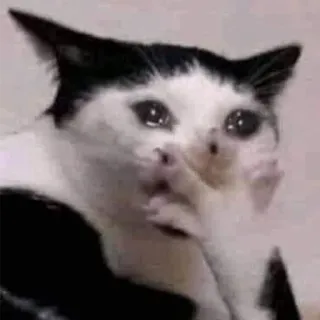🥺 gatto, triste, meme, piangendo, animale telegram sticker