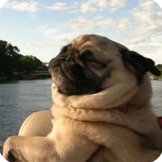 😌 dog, pug, river, relaxing, peaceful telegram sticker