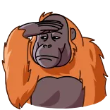 👀 kera, orangutan, monyet, binatang, melihat, penasaran, oranye whatsapp sticker