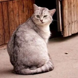 😒 gatto, animale domestico, animale domestico, felino, mammifero telegram sticker