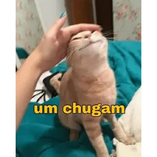 🤓 um chugam cat, pet, cute, animal, chugam, domestic animal telegram sticker