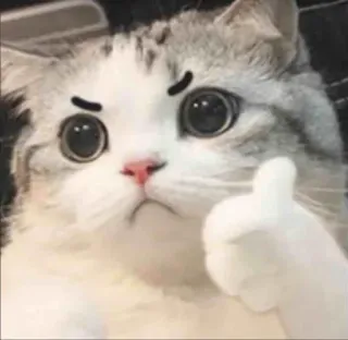 🐾 고양이, 동물, 좋아요, 승인, 귀여운 telegram sticker