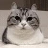 😺