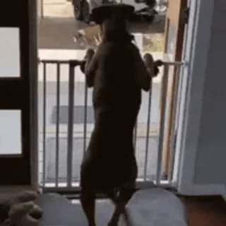 😃 perro, puerta, portón, mascota, animal, mirando telegram sticker