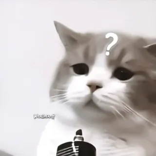 ♻️ gato, signo de interrogación, confundido, mascota, animal, pensando telegram sticker