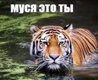 Больше стиков тут: @stikery4 telegram stickers