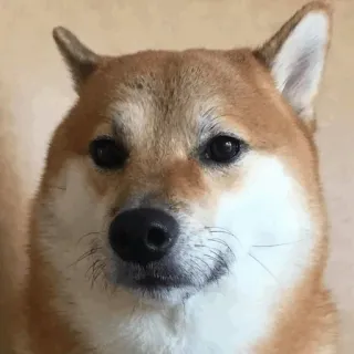 🐕 perro, shiba inu, mascota, animal, lindo, meme whatsapp sticker