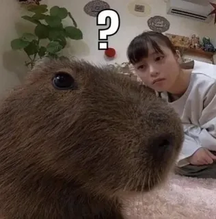 ❔ ? kapibara, znak zapytania, kobieta, zwierzę, słodki telegram sticker