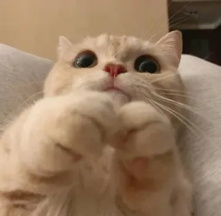 😻 gato, fofo, animal, animal de estimação, animal doméstico, felino, engraçado telegram sticker