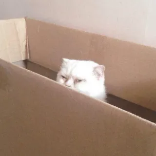 😑 cat, box, animal, pet, cute telegram sticker