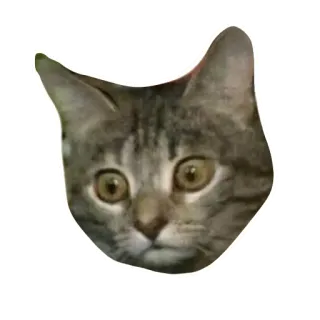 😐 chat, animal, animal de compagnie, chaton, chat domestique, chat tigré, mammifère telegram sticker