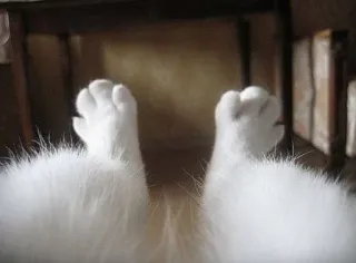 💂 cat, paws, toe beans, white, animal, pet telegram sticker