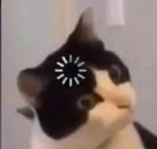 🍥 猫, ミーム, 読み込み中, 面白い, 動物 telegram sticker