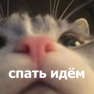 😴 спать идём แมว, รัสเซีย, นอนหลับ, น่ารัก, สัตว์ telegram sticker