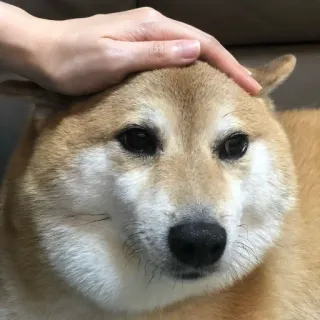 🏷 chó, shiba inu, thú cưng, động vật, dễ thương, cún con, xoa đầu, vật nuôi telegram sticker