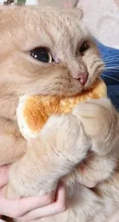 🌟 chat, chaton, animal, animal de compagnie, mignon, burger, nourriture whatsapp sticker