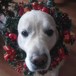 ✨ Hund, Weihnachten, Kranz, Haustier, Feiertag, süß, Tier, Labrador telegram sticker