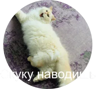 🤪 Куку наводишь кот, смешные, мем, русский, животное whatsapp sticker