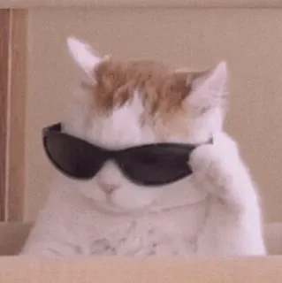 🍡 chat, lunettes de soleil, cool, animal, animal de compagnie, drôle whatsapp sticker
