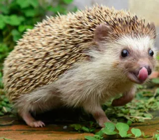 😋 ハリネズミ, 動物, かわいい, 自然 whatsapp sticker