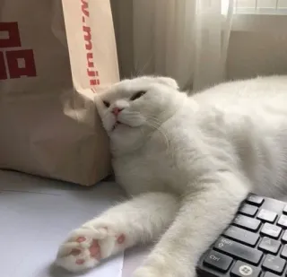 🤍 gatto, gatto bianco, dormire, tastiera, animale domestico, animale telegram sticker