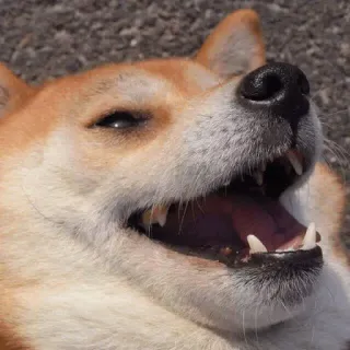😁 Hund, Shiba Inu, Tier, Haustier, Lächeln, glücklich, Meme telegram sticker