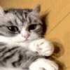 🐈