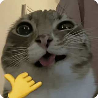 🤙 Cat cat, meme, funny, shaka, hang loose, animal telegram sticker