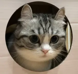 😒 cat, animal, cute, pet whatsapp sticker