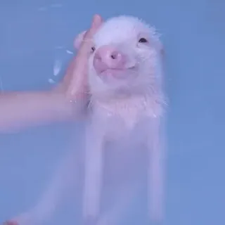 🐽 whatsapp sticker